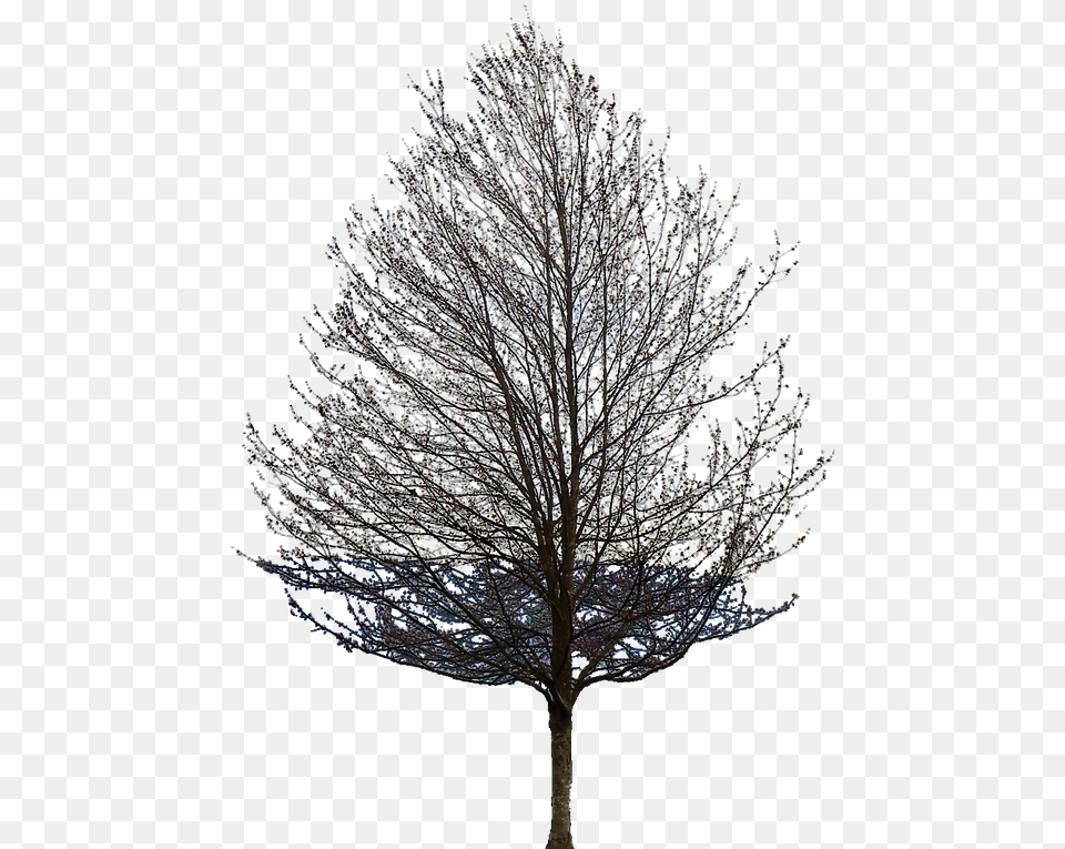 Aspen Tree Transparent Background Tree Leaf, Ice, Nature, Outdoors, Plant Free Png
