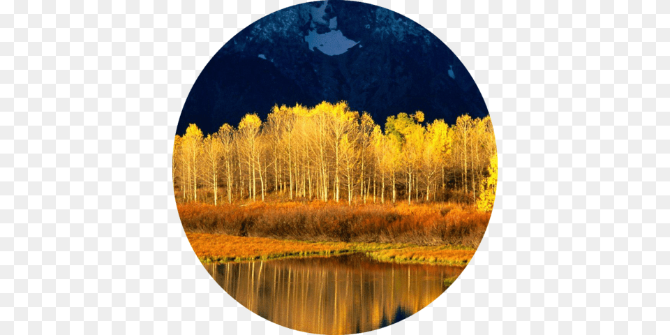 Aspen Tree Wallpaper 2 Quaking Aspen Iphone, Plant, Nature, Outdoors, Scenery Free Png Download
