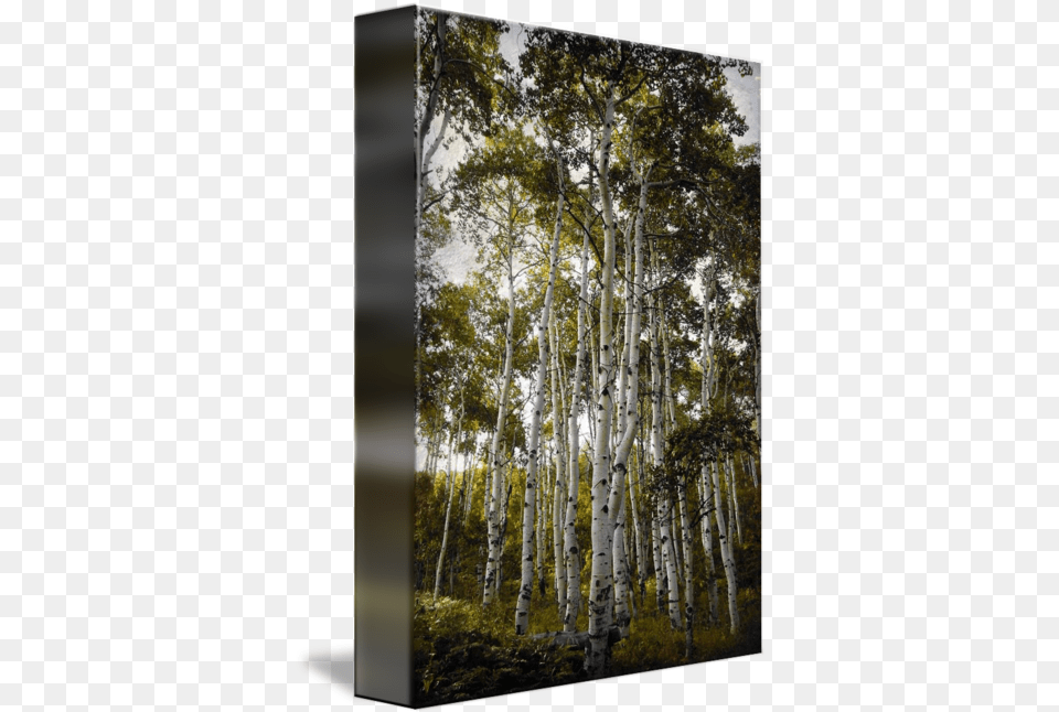 Aspen Trees Reacy For The Sky Hue Paper Birch, Plant, Tree, Tree Trunk, Vegetation Free Png Download