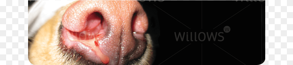 Aspergillosisfungal Rhinitis Rhinitis Dog, Snout, Baby, Person, Body Part Png Image