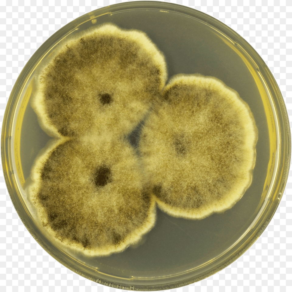 Aspergillus Brunneoviolaceus Cya Snack, Mold, Plate Png Image
