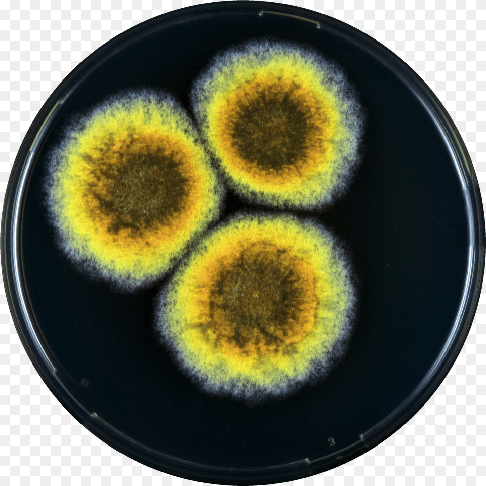 Aspergillus Cibarius Yes Circle, Mold, Ball, Sport, Tennis Free Png