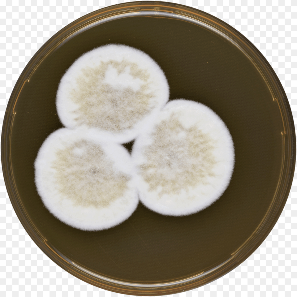 Aspergillus Conjunctus Meaox Snow Skin Mooncake, Plate, Cooking Png Image