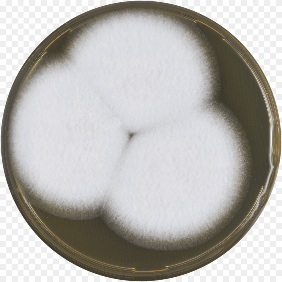Aspergillus Coreanus Meaox Circle, Plate Free Transparent Png