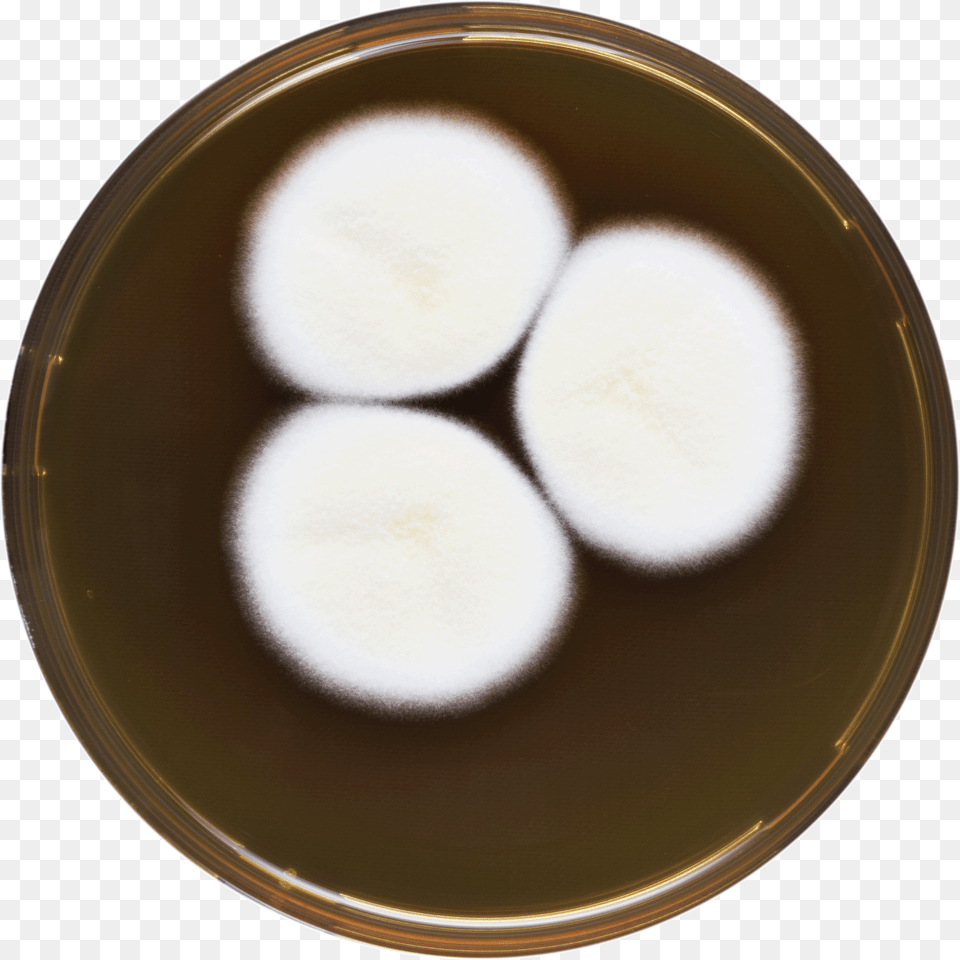 Aspergillus Desertorum Meaox Dish, Egg, Food, Plate, Cooking Png Image