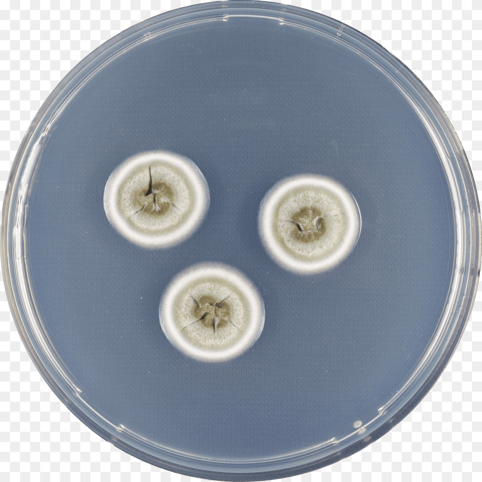 Aspergillus Flavipes Cya Circle, Ball, Basketball, Basketball (ball), Sport Png