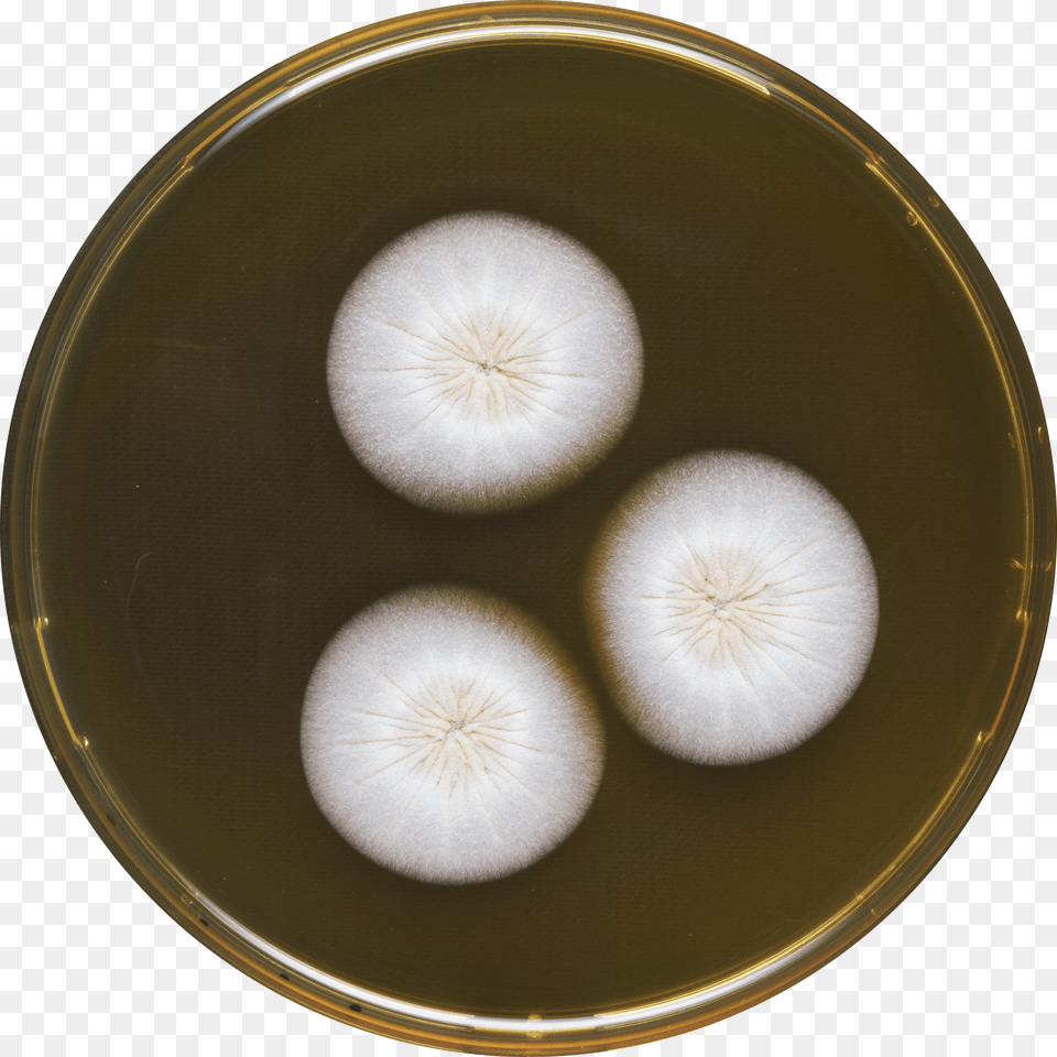 Aspergillus Haitiensis Meaox Vegetable, Plate, Fungus, Plant Png Image