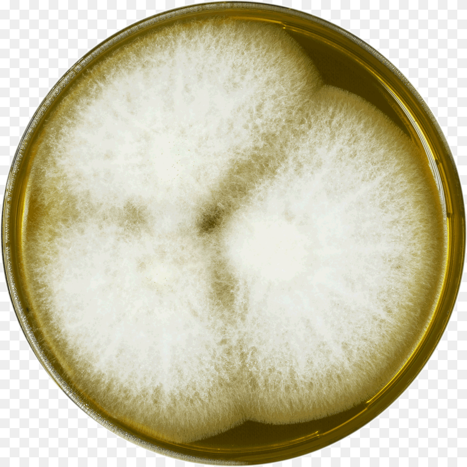 Aspergillus Leporis Meaox White Coffee, Cup Png Image