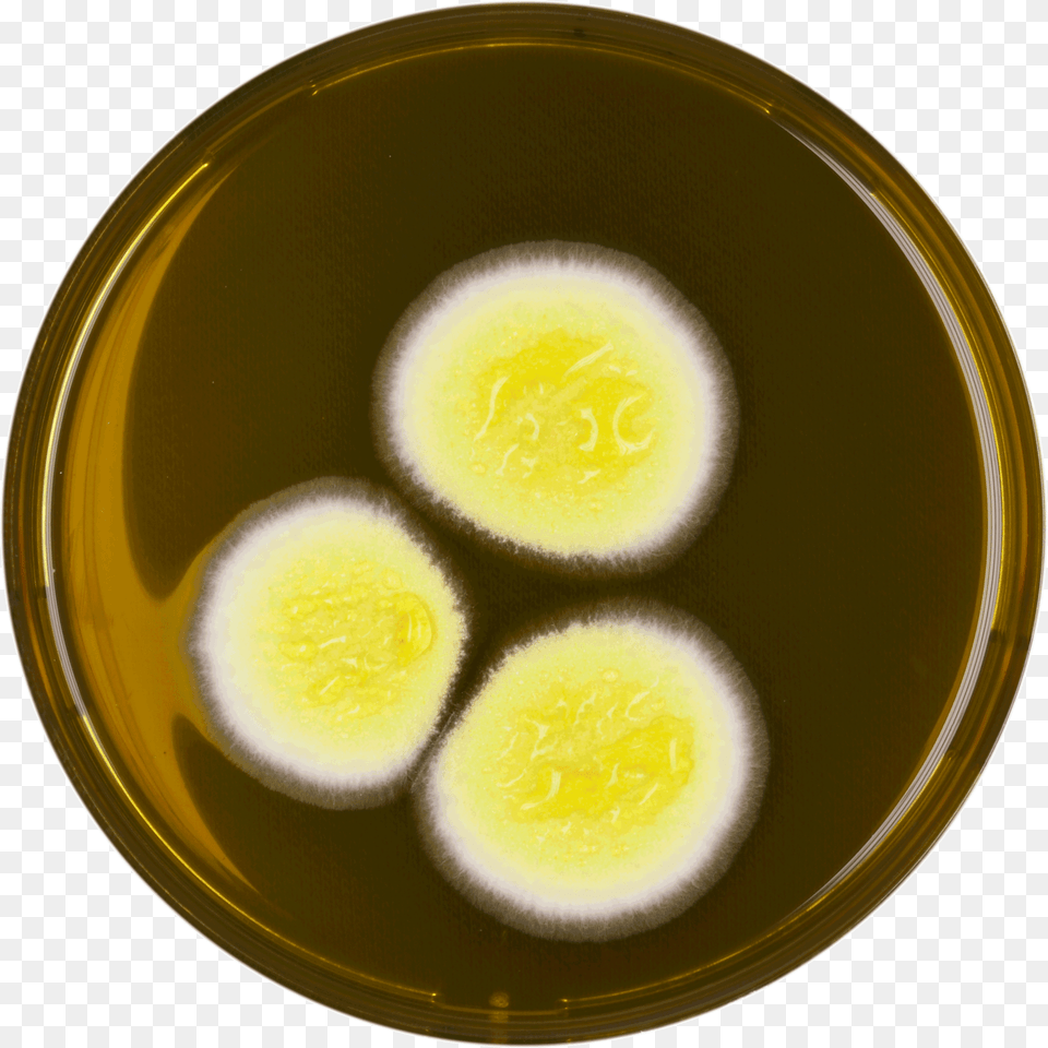 Aspergillus Neoafricanus Meaox Fried Egg, Food Free Png Download