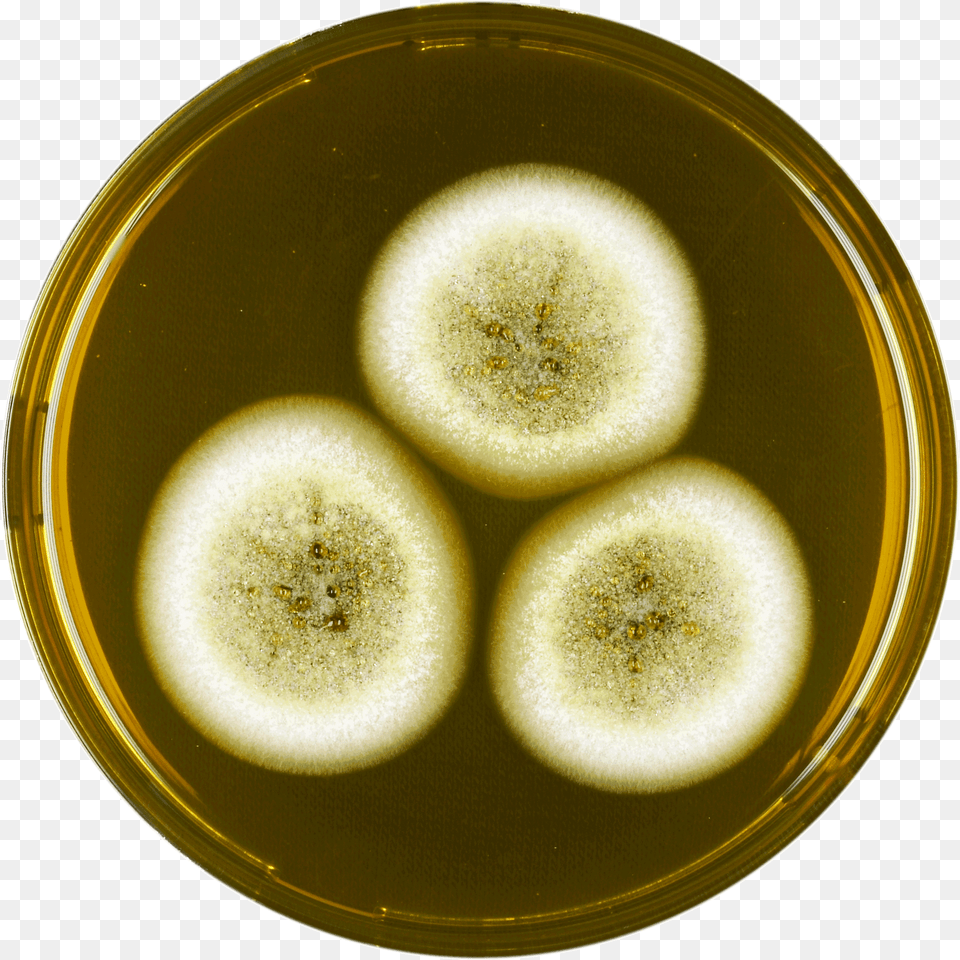 Aspergillus Olivicola Meaox Fruit, Plate Png Image