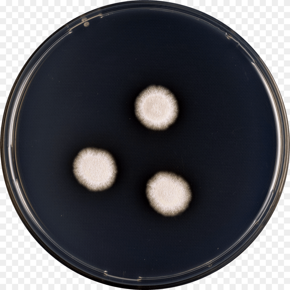 Aspergillus Subalbidus Cya Circle, Electronics, Speaker Free Transparent Png