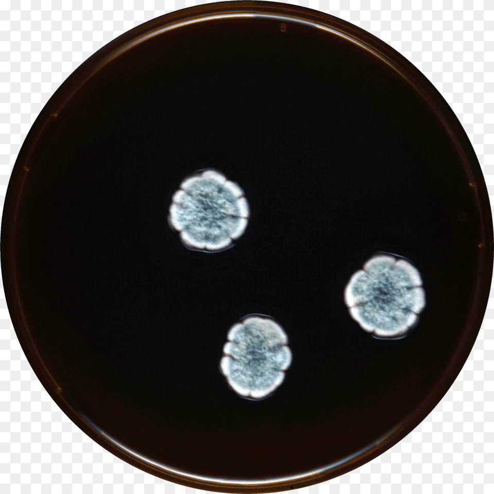 Aspergillus Subversicolor Meaox Circle, Ct Scan Free Png Download