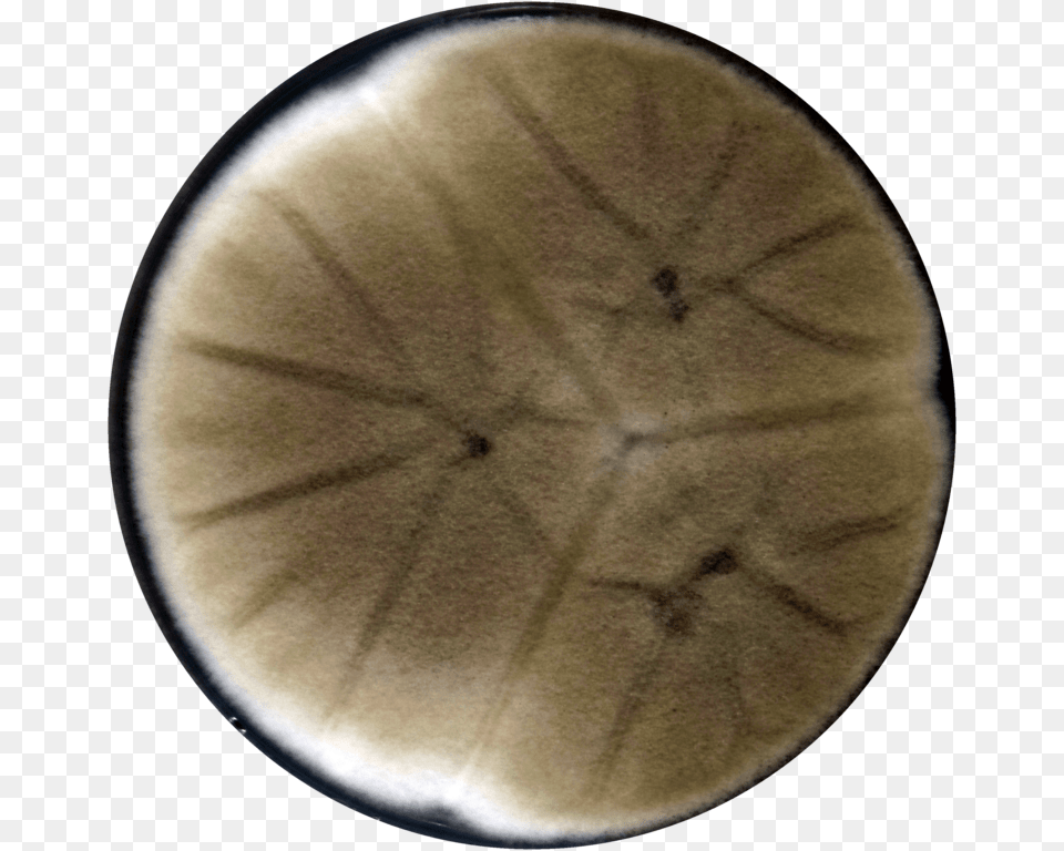 Aspergillus Trinidadensis Cya, Sphere, Astronomy, Moon, Nature Png Image