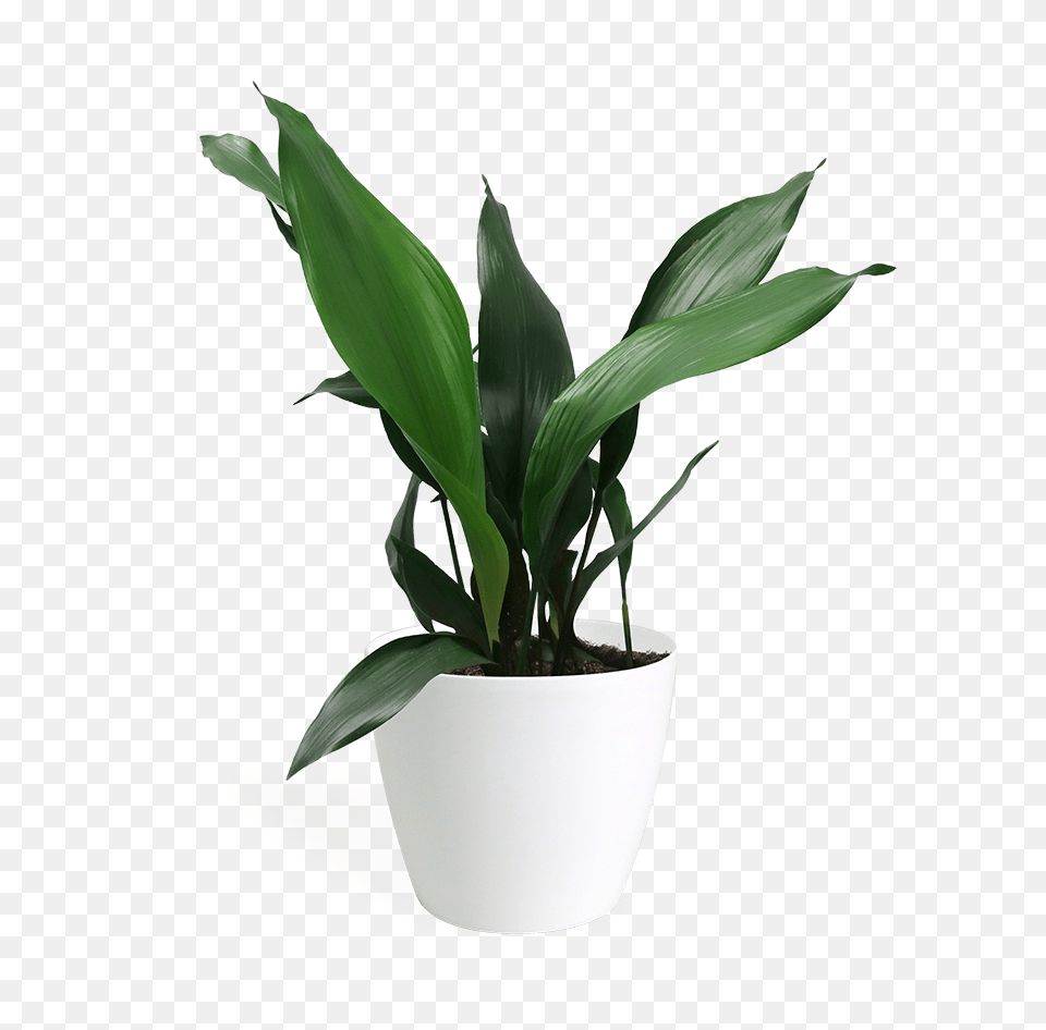 Aspidistra, Leaf, Plant, Potted Plant, Pottery Png Image