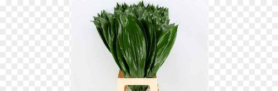 Aspidistra Milky Way Bunch Houseplant, Leaf, Plant, Potted Plant, Flower Png Image