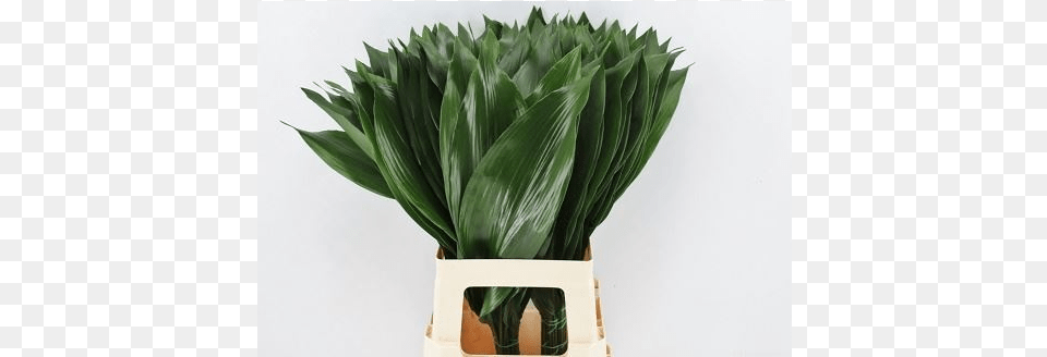 Aspidistra Milky Way Bunch Vase, Leaf, Plant, Potted Plant, Pottery Free Transparent Png