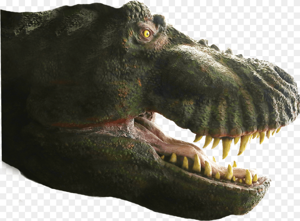 Asset 8dino7 Tyrannosaurus, Animal, Dinosaur, Reptile, T-rex Png