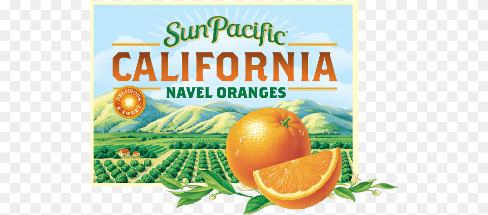 Assets California Oranges Sun Pacific Sun Pacific Oranges, Citrus Fruit, Food, Fruit, Orange Free Transparent Png