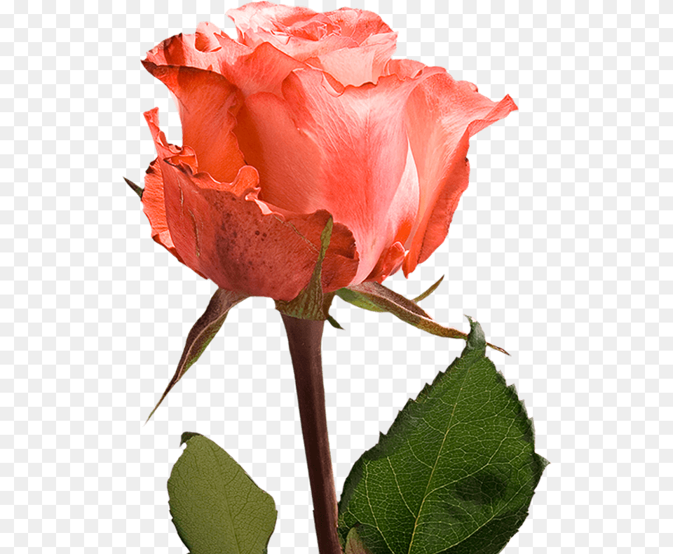 Assorted Color Single Roses For Valentine S Day Fundraiser Floribunda, Flower, Plant, Rose, Bud Free Transparent Png