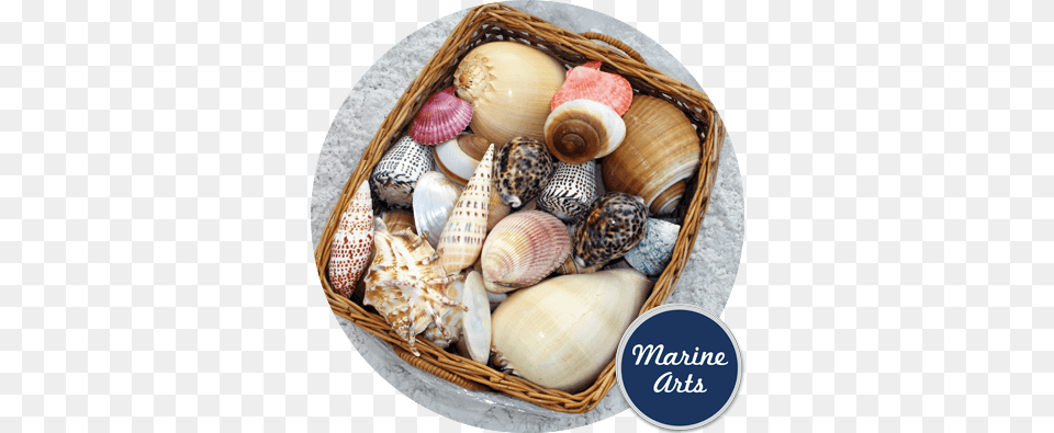 Assorted Feature Shells Clan Del Can Dvd, Animal, Clam, Food, Invertebrate Free Png Download