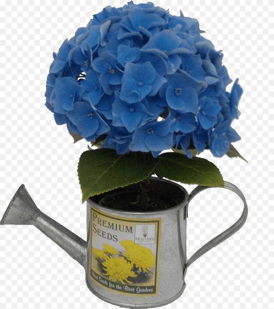 Assorted Hydrangeas Hydrangea, Flower, Flower Arrangement, Flower Bouquet, Plant Free Transparent Png