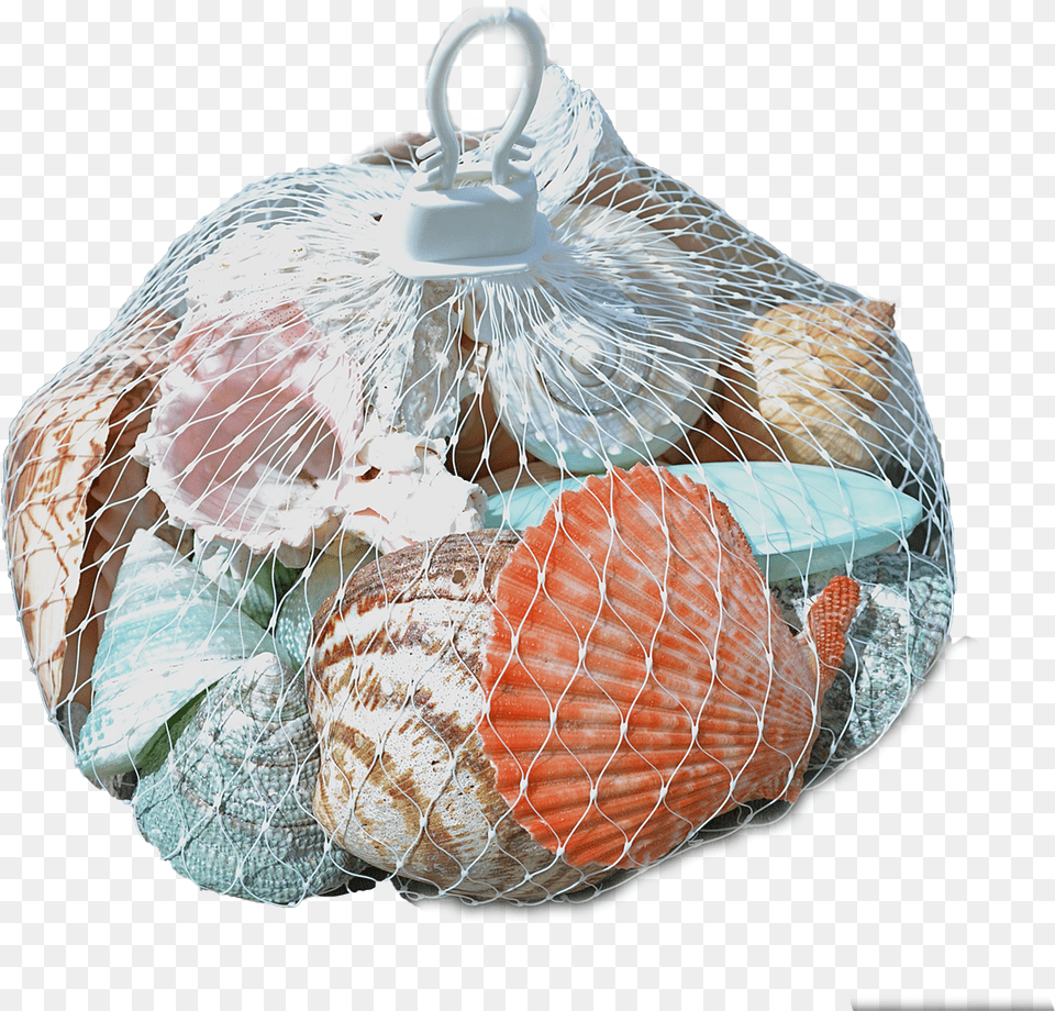 Assorted Polished Shells In A White Plastic Net Hanger White Plastic Mesh Bag, Animal, Clam, Food, Invertebrate Free Png Download