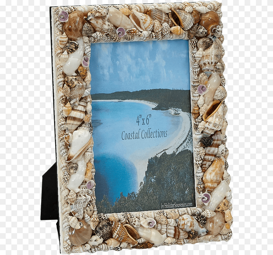 Assorted Shells Photo Frame Shell Frame, Animal, Invertebrate, Sea Life, Seashell Free Png