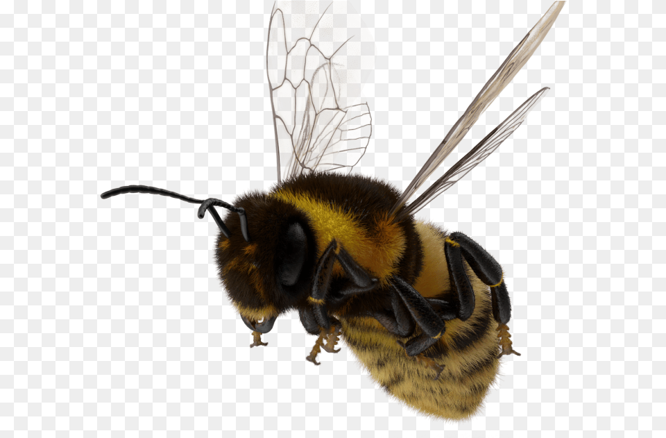 Astdafa Honeybee, Animal, Apidae, Bee, Bumblebee Free Png Download