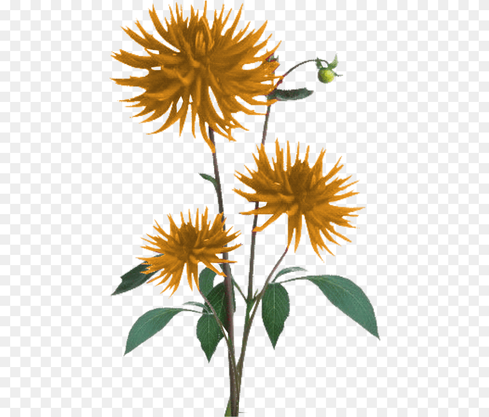 Aster, Dahlia, Flower, Plant, Leaf Png Image