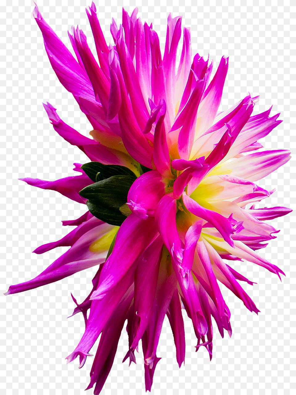 Aster, Dahlia, Flower, Plant, Petal Png