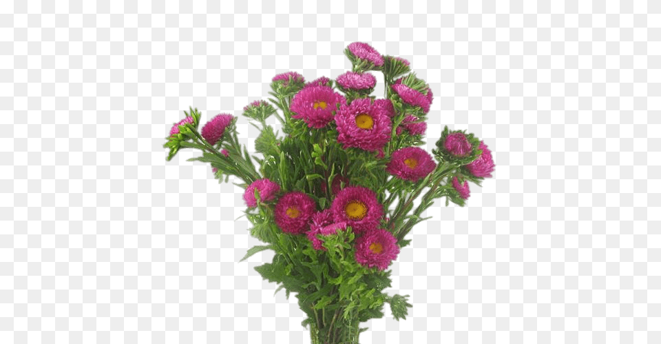 Aster Bouquet, Daisy, Flower, Flower Arrangement, Flower Bouquet Png Image
