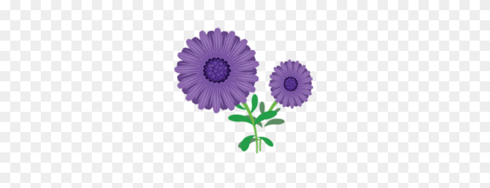 Aster Clipart, Anemone, Daisy, Flower, Plant Png Image