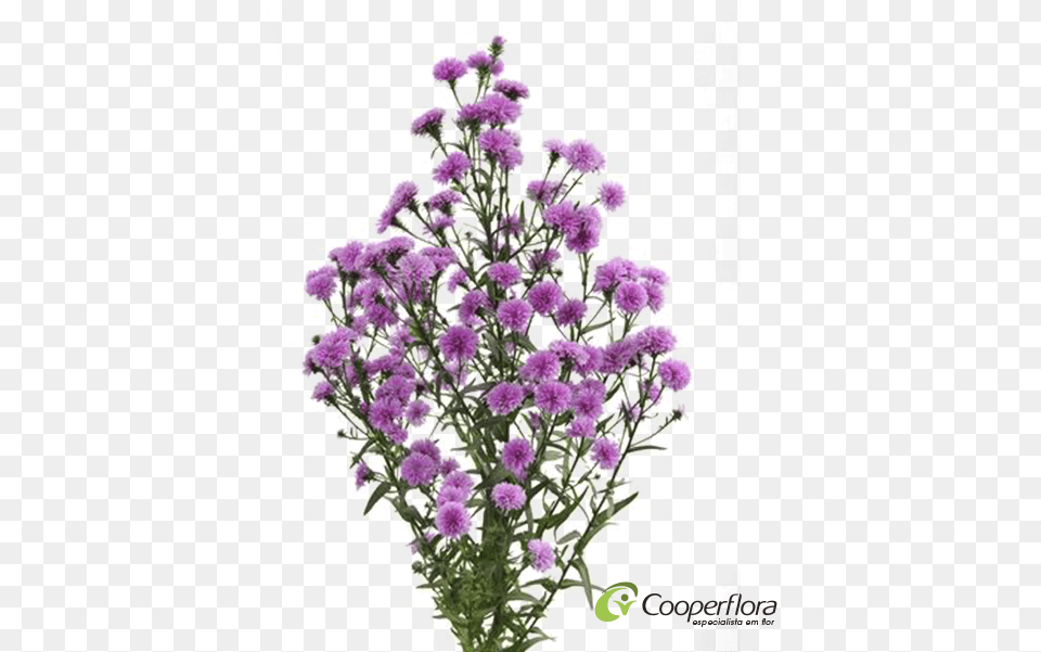 Aster Dobrado Rosa, Flower, Plant, Purple, Dahlia Free Transparent Png