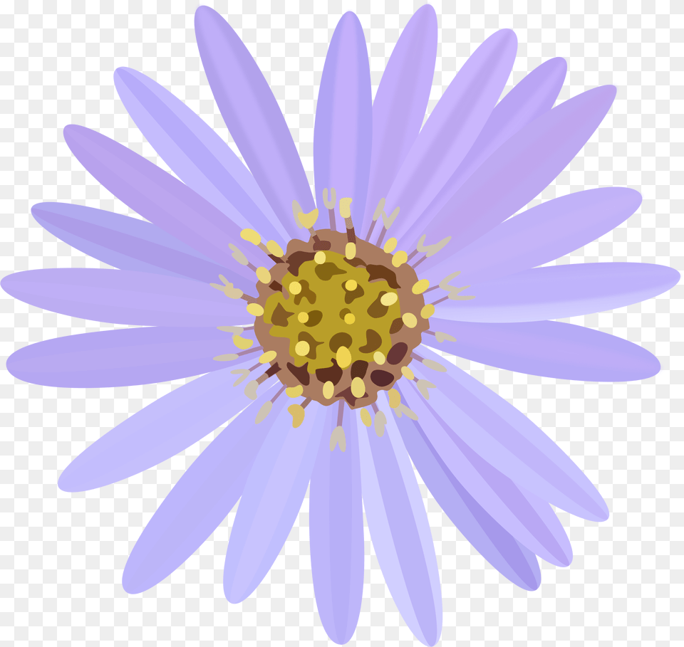Aster Flower Banner Asters Flower Clipart, Daisy, Plant, Petal, Anemone Png Image
