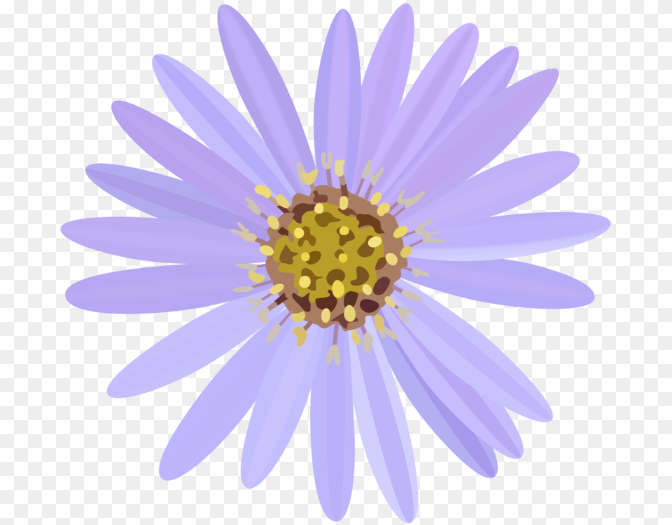 Aster Flowering Plant Daisy Family Invisibobble Lisa Aster Clipart, Flower, Petal, Anemone Free Transparent Png
