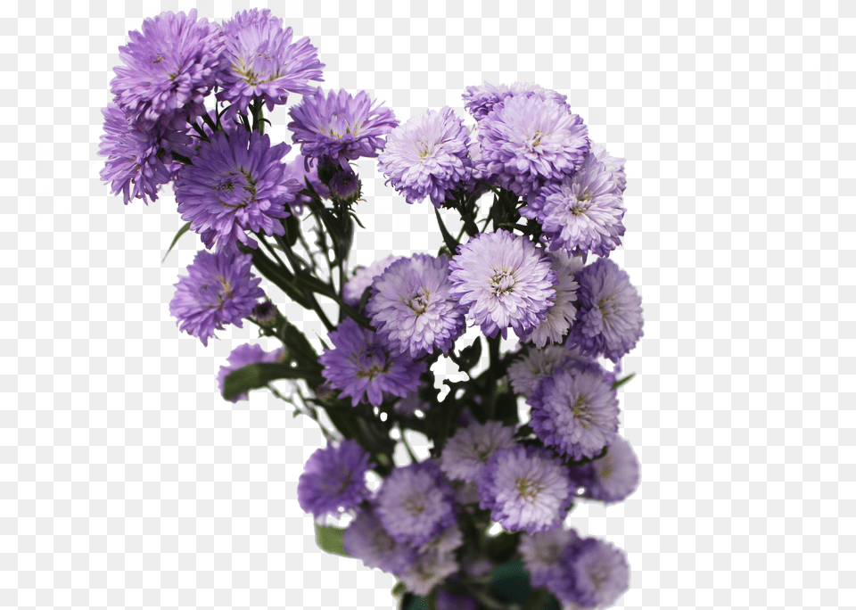 Aster Flowers Aster Flowers Aster Flower, Daisy, Flower Arrangement, Flower Bouquet, Plant Free Png Download