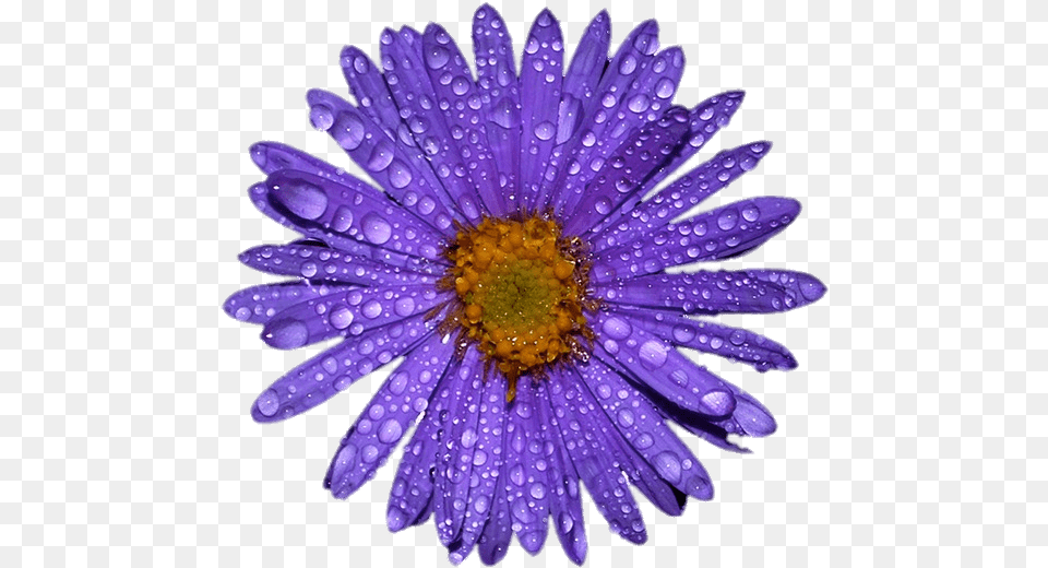 Aster Morado Con Gotas De Agua En Las Hojas Flower Water Drops, Daisy, Plant, Anemone, Purple Png