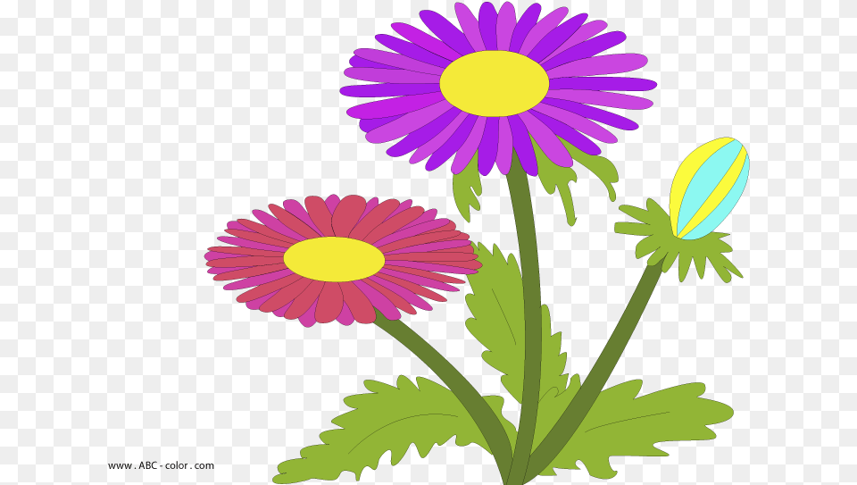 Aster Raster Picture Risunok Astra, Daisy, Flower, Plant, Purple Free Png Download