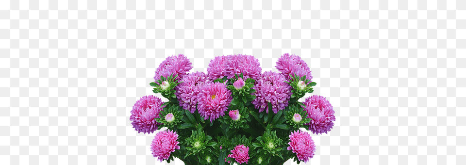 Asters Dahlia, Daisy, Flower, Flower Arrangement Png