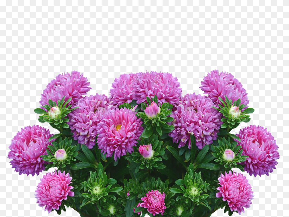 Asters Dahlia, Daisy, Flower, Flower Arrangement Png Image