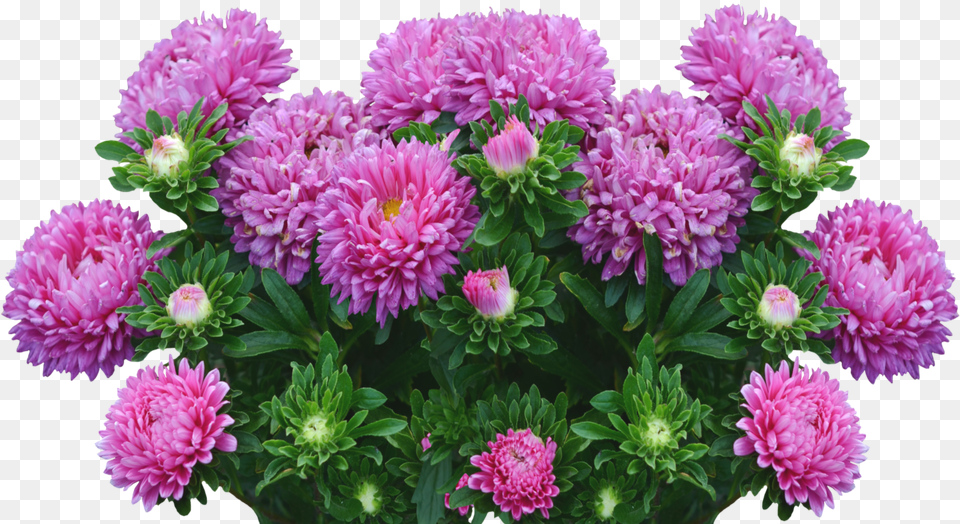 Asters Aster Flowers, Dahlia, Daisy, Flower, Plant Free Png Download
