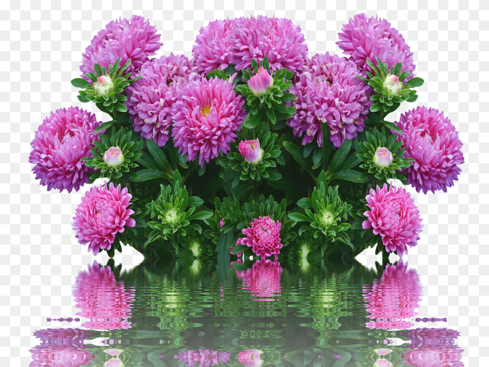 Asters Dahlia, Flower, Flower Arrangement, Flower Bouquet Free Png