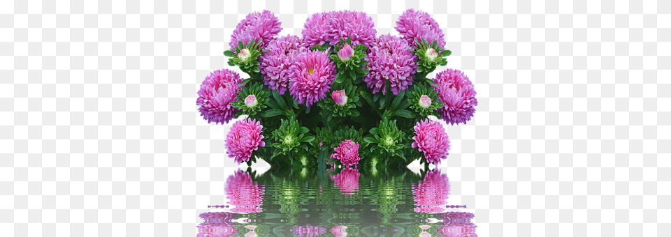 Asters Dahlia, Flower, Flower Arrangement, Flower Bouquet Free Png Download