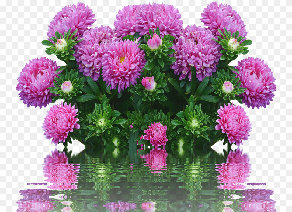 Asters Autumn Flowers Purple Fall Asters Cafepress Samsung Galaxy S8 Case, Dahlia, Daisy, Flower, Flower Arrangement Free Png