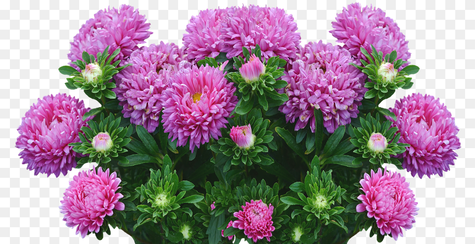 Asters Autumn Flowers Purple Fall Happy Birthday Aster, Dahlia, Daisy, Flower, Plant Free Transparent Png