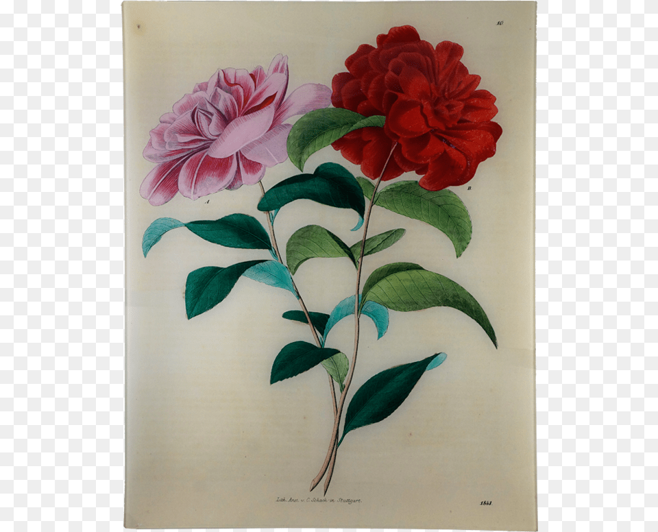 Astier De Villatte John Derian Stuttgart Flower, Dahlia, Plant, Geranium, Rose Free Transparent Png