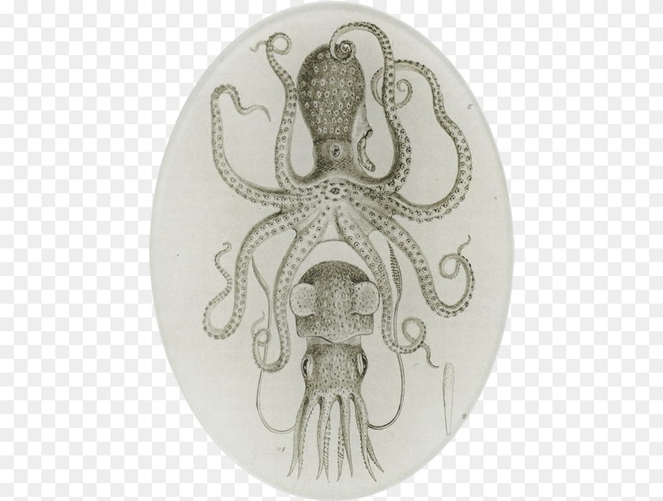Astier De Villatte Octopus, Animal, Sea Life, Reptile, Snake Png