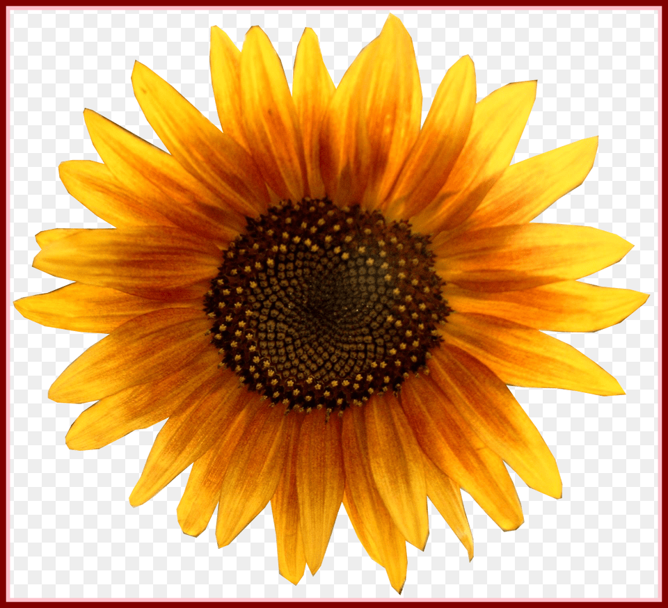 Astonishing Girassol Flores Vector Festa Marsha Sunflower, Flower, Plant Png Image
