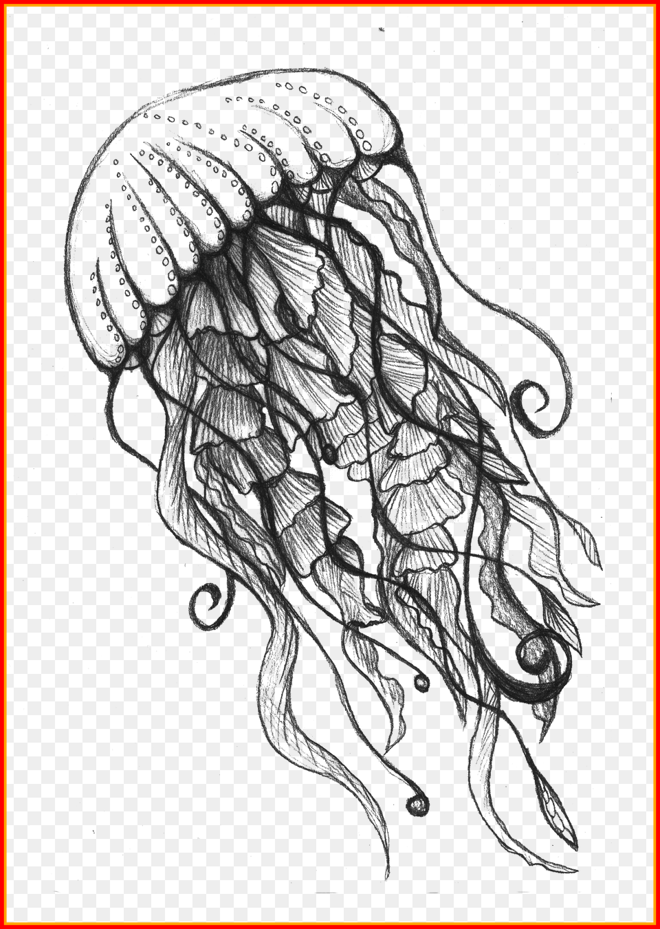Astonishing Jellyfish Jelly Fish And Pic Of Drawing Ocean Drawing Ideas Png