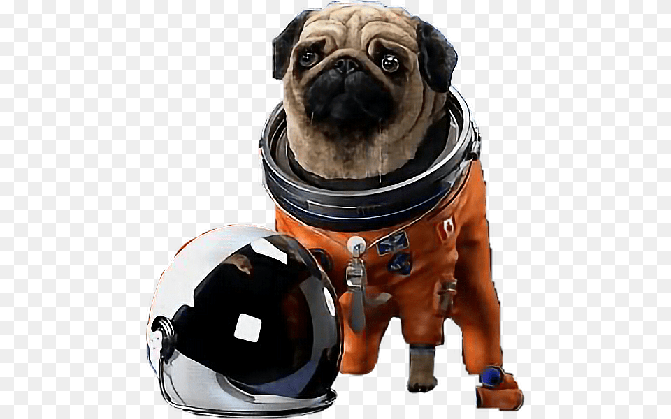 Astronaut Pug Helmet Space Dog Spacedog Freetoedit Pug With Space Helmet, Animal, Canine, Pet, Mammal Png Image